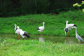 Oriental White Stork Park