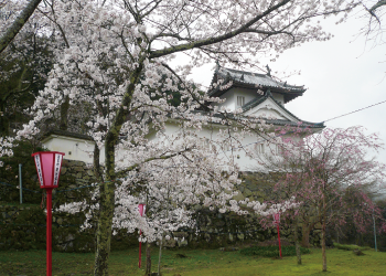 Cherry blossom festival